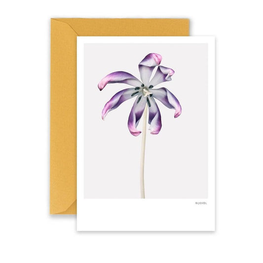 Kaart Tulip 01